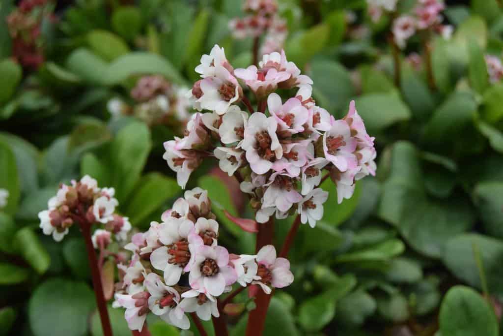 Bergenia 'Silberlicht' ---